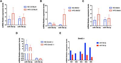 Mouse Paternal RNAs Initiate a Pattern of Metabolic Disorders in a Line-Dependent Manner